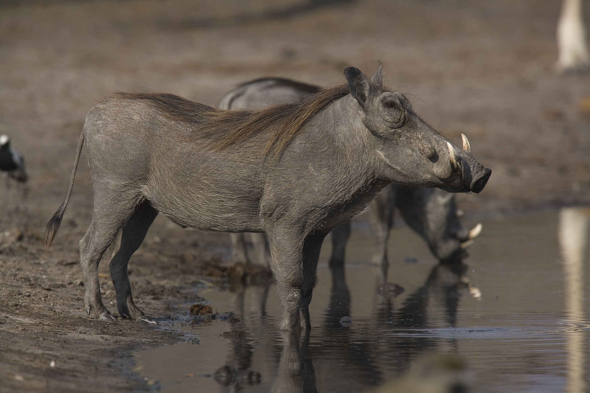 Hwange National Park, The Hide, Trinken, Warzenschwein, Wasserloch, Preston Family
