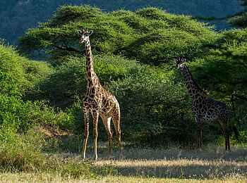 Wayo Manyara Green Camp: Giraffe