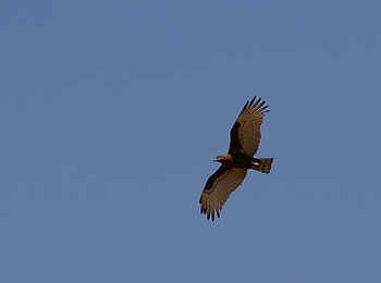 Bumi Hills Safari Lodge: Brown Snake Eagle Bumi Hills Safari Lodge: Brown Snake Eagle