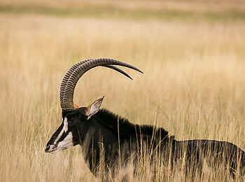 Bushman Plains Camp: Rappenantilope in der Savanne Bushman Plains Camp: Rappenantilope in der Savanne