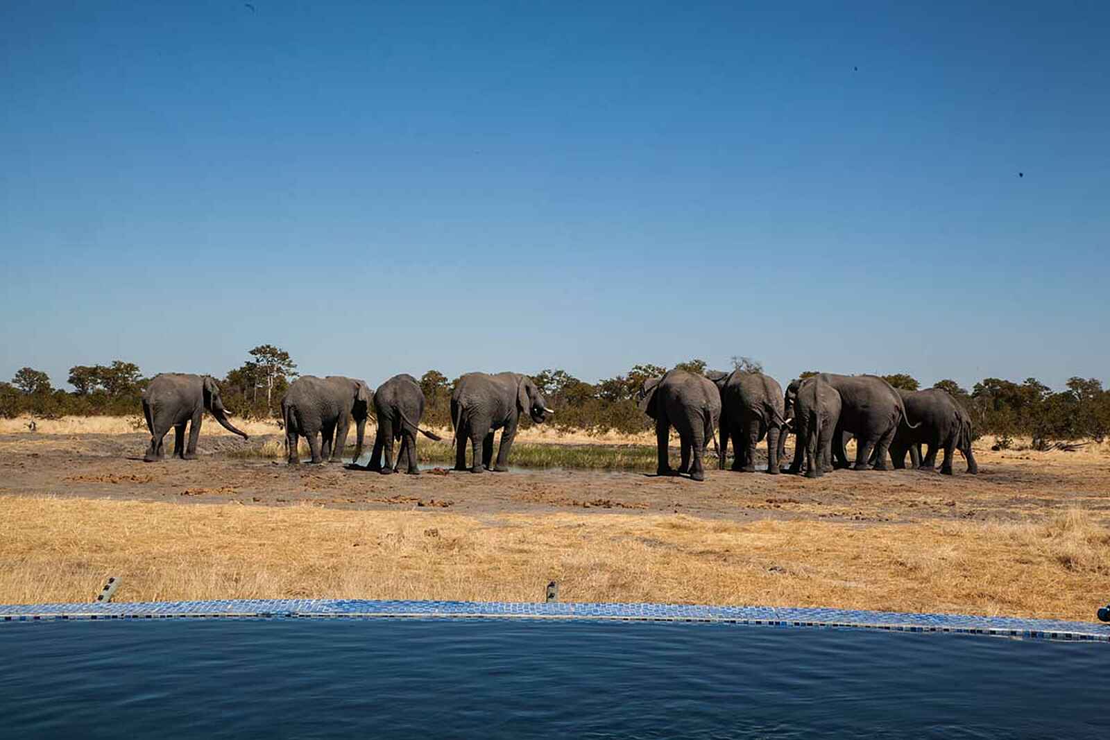 Camp Kuzuma: Elefantenherde Camp Kuzuma: Elefantenherde