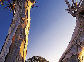 Canyon Lodge: Köcherbäume