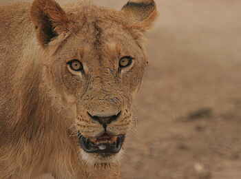 Chitake Tented Camp: Löwenportrait