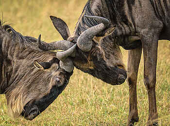 Entim Masai Mara: Rangelnde Gnus