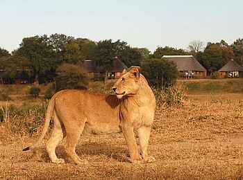 MalaMala Sable Camp: Löwe vor dem Camp