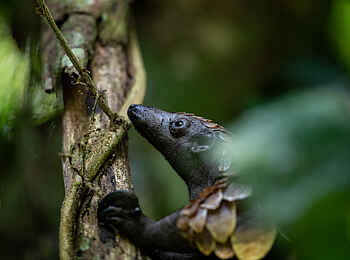 Sangha Lodge: Baumkletterndes Schuppentier Sangha Lodge: Baumkletterndes Schuppentier