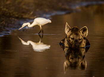 Selinda Camp: Hyäne im Fluss