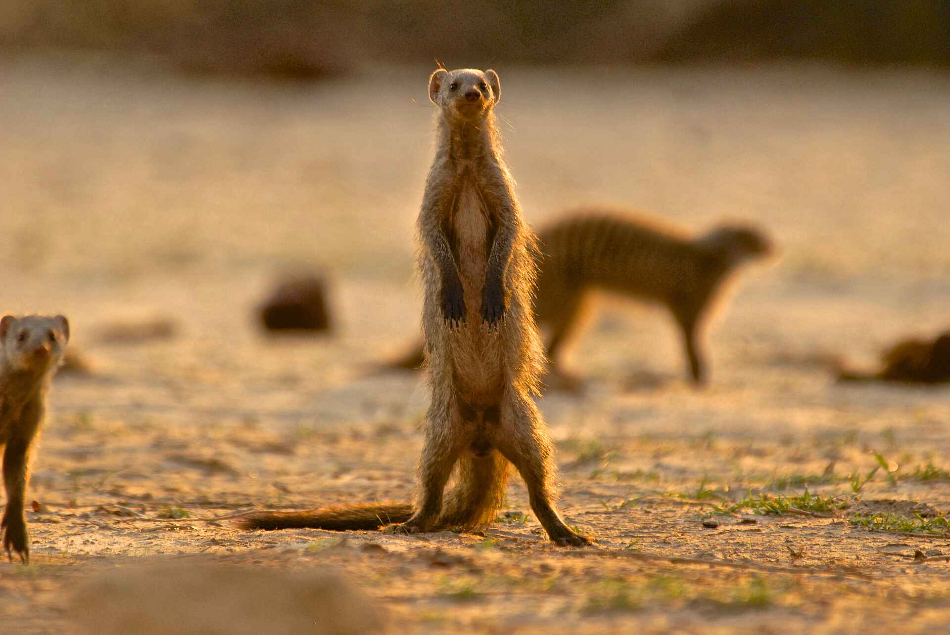 Bomani Tented Lodge, Hwange, Hwange National Park, Imvelo Safari Lodges, Simbabwe, Game Drive, Pirschfahrt, Tiere, Afrikarma, Afrikarma Safaris, Afrikarma Safaris - Wildnis. Hautnah., Afrikarma.de