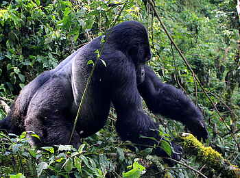 Buhoma Lodge: Silberrücken unterwegs im Wald