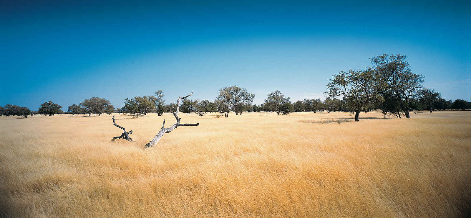 Camp Kalahari: Graslandschaft Camp Kalahari: Graslandschaft