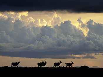 Chelinda Lodge: Elenantilopen in der Dämmerung