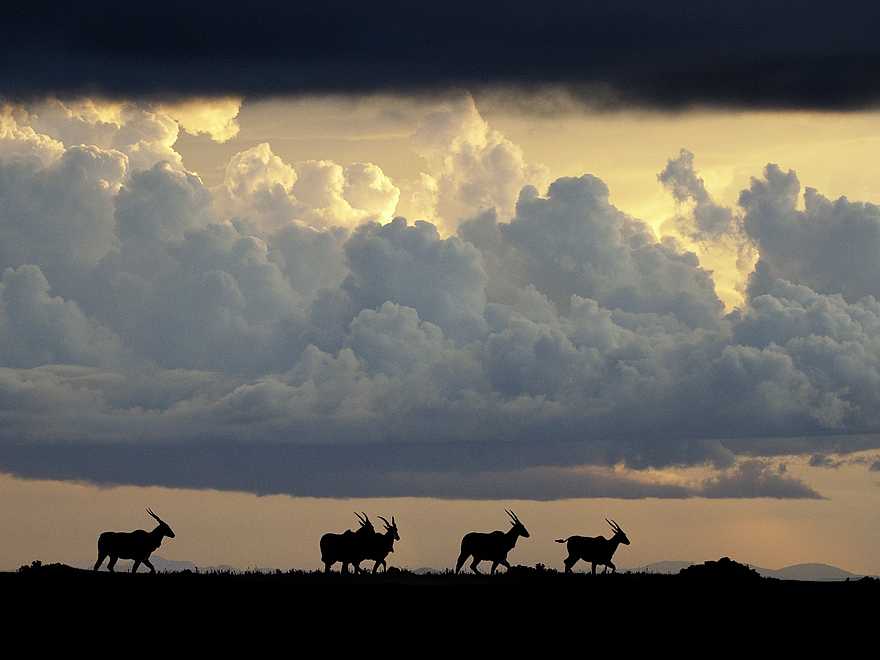 Chelinda Lodge: Elenantilopen in der Dämmerung Chelinda Lodge: Elenantilopen in der Dämmerung