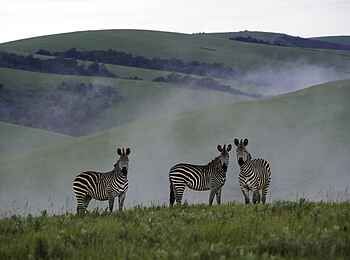 Chelinda Lodge: Zebras im Nebel