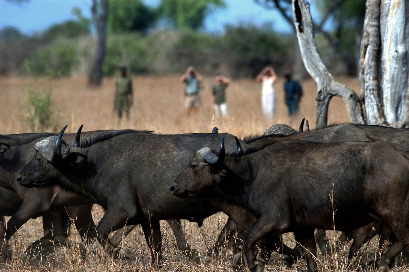 Chikoko Tree Camp: Eine Büffelherde aus nächster Nähe Chikoko Tree Camp: Eine Büffelherde aus nächster Nähe