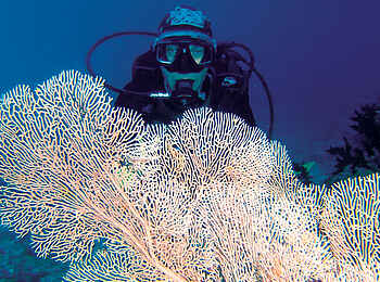 Constance Tsarabanjina: Fächerkoralle Constance Tsarabanjina: Fächerkoralle