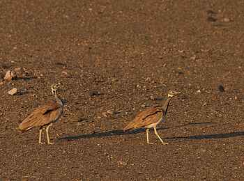 Damaraland Camp: Rüppeltrappen