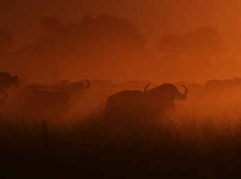 Duba Plains Camp: Büffel im Abendlicht