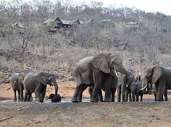 Ghoha Hills Savuti Lodge: Elefanten in Sichtweite der Lodge