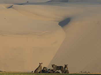 Hoanib Skeleton Coast Camp: Wüstenlöwen Hoanib Skeleton Coast Camp: Wüstenlöwen