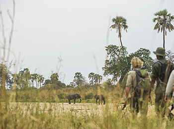 Kwihala Camp: Wandersafari