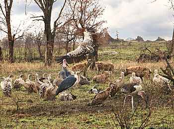 Legendary Songa Migrational Camp: Hyänen und Geier