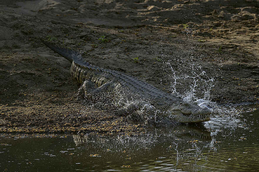 Muzimu Lodge: Krokodil Muzimu Lodge: Krokodil