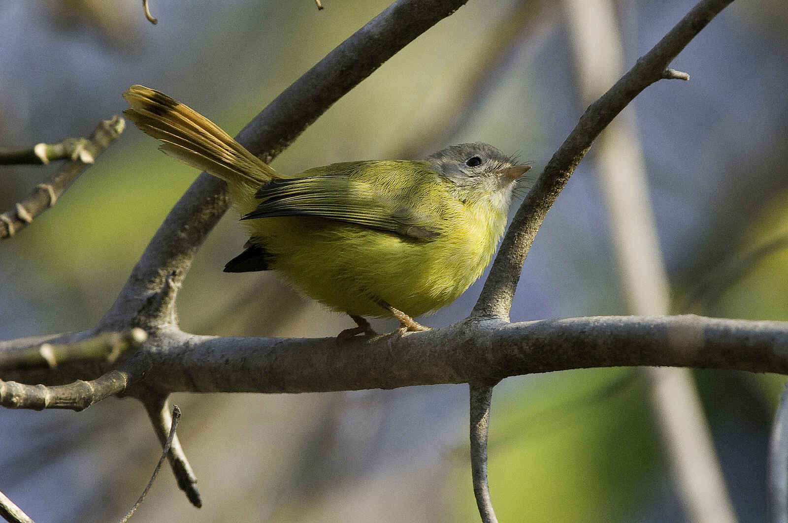 Mvuu Camp: Birding-Paradies Mvuu Camp: Birding-Paradies
