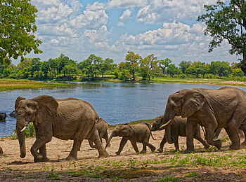 Nambwa Lodge: Elefantenfamilie Nambwa Lodge: Elefantenfamilie