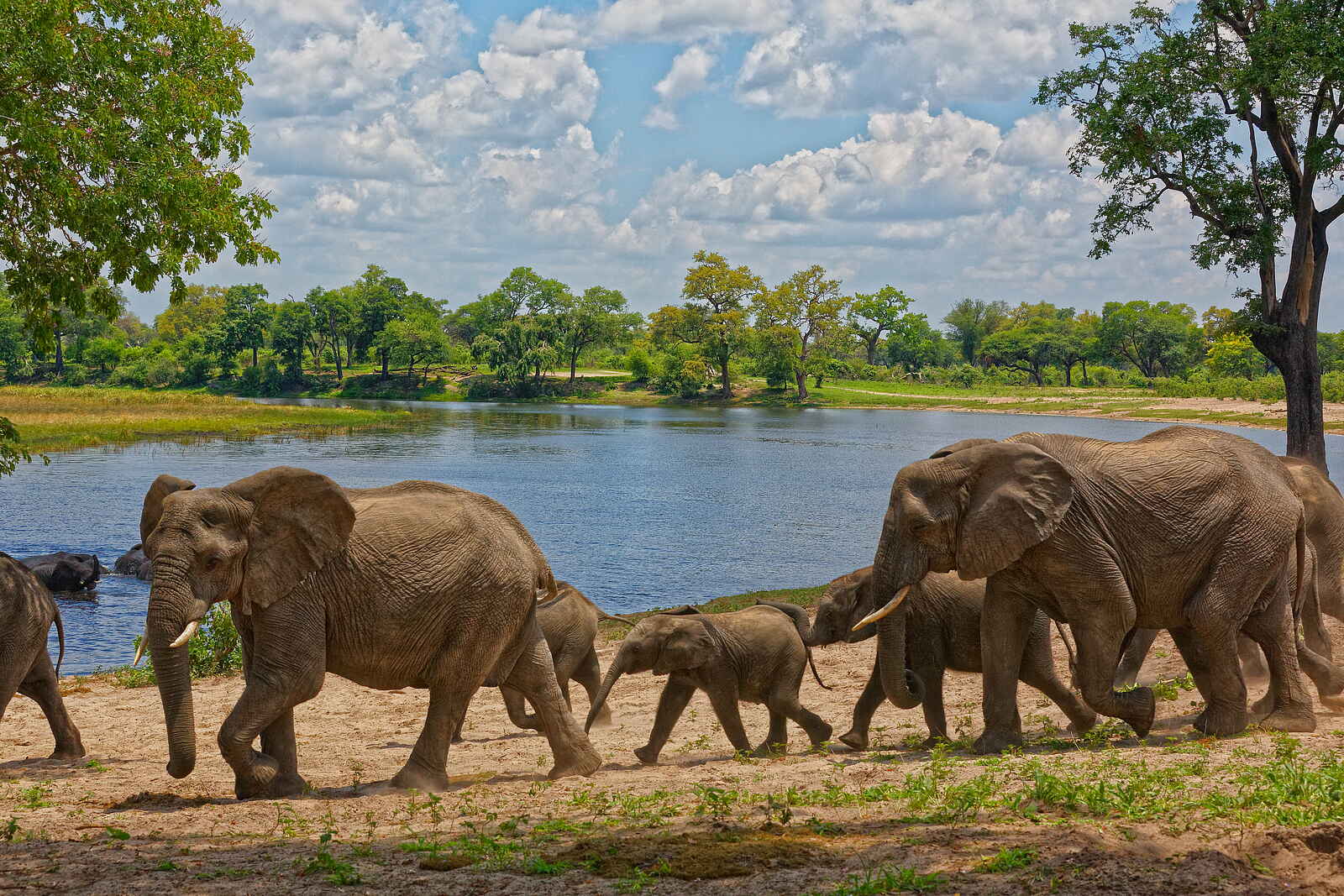 Nambwa Lodge: Elefantenfamilie Nambwa Lodge: Elefantenfamilie
