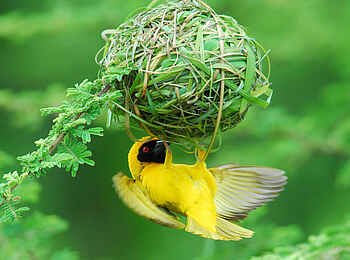 Robin Pope River Journeys: Webervogel beim Nestbau