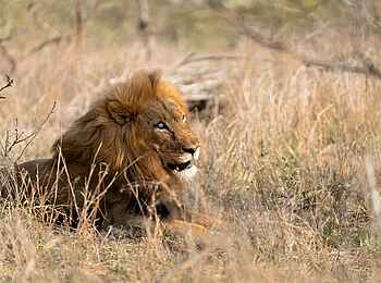 Saseka Tented Camp: Ein Löwe Saseka Tented Camp: Ein Löwe