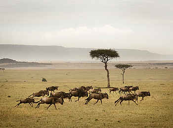 Sayari Camp: Fliehende Gnus Sayari Camp: Fliehende Gnus