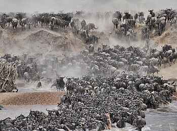 Serian´s Lamai Camp: Migration