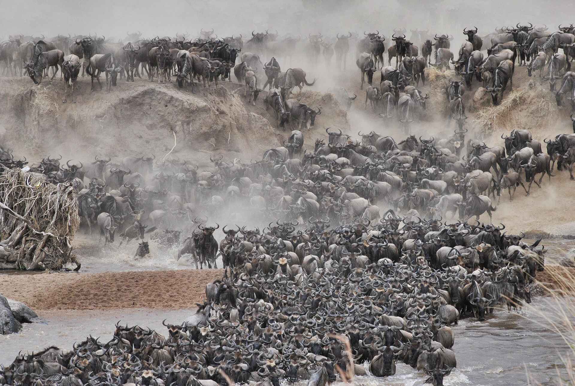 Serian´s Lamai Camp: Migration