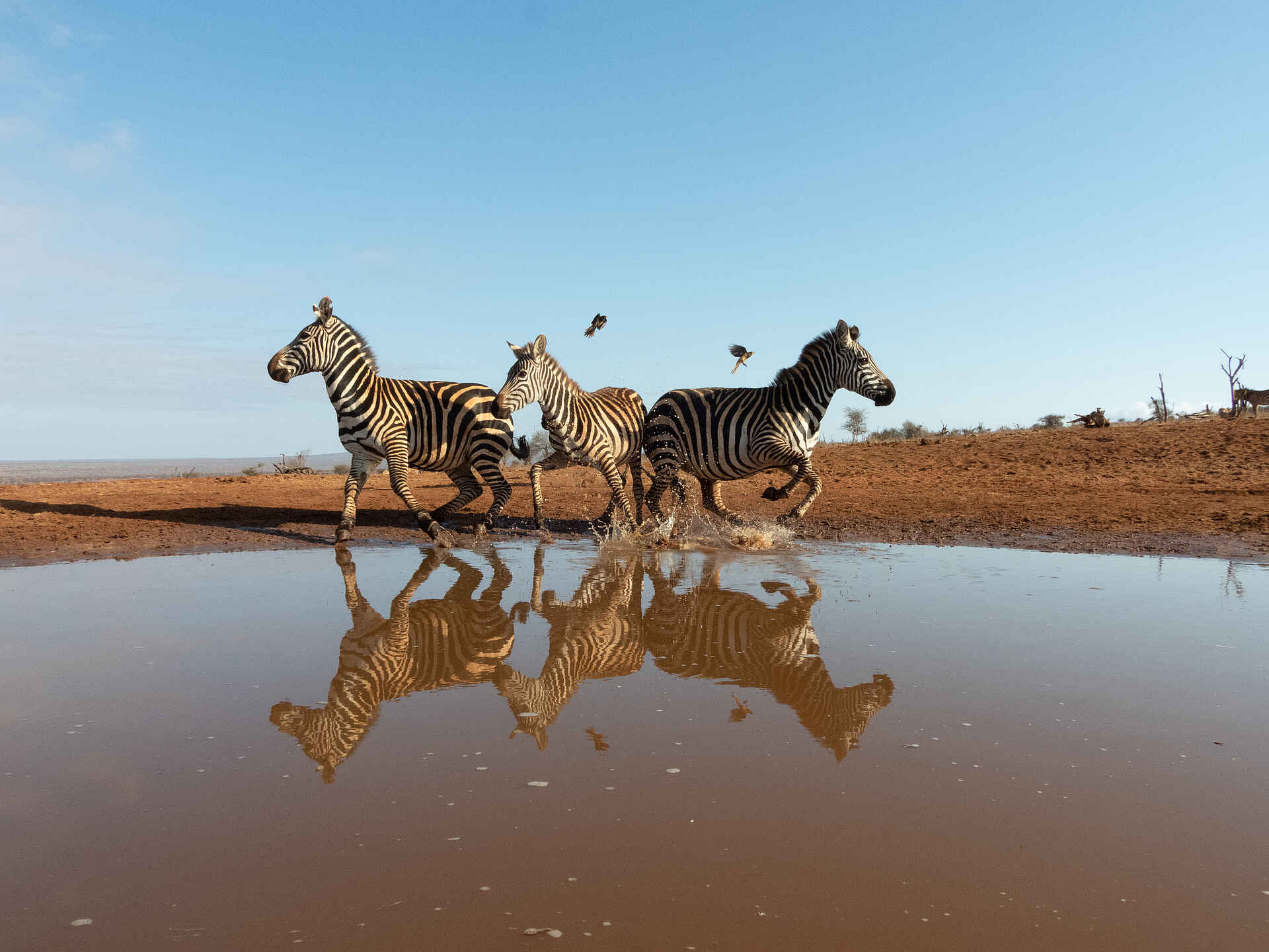 Soroi Cheetah Tented Camp: Zebras in Bewegung am Wasserloch