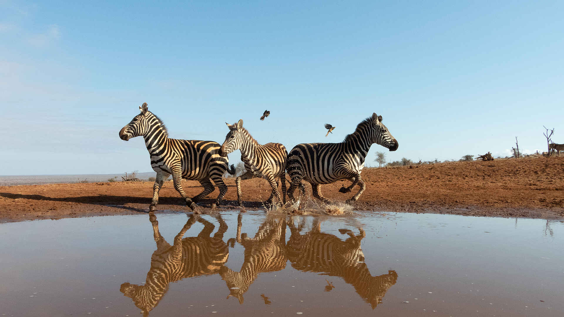 Soroi Cheetah Tented Camp: Zebras in Bewegung am Wasserloch Soroi Cheetah Tented Camp: Zebras in Bewegung am Wasserloch