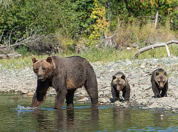 Tweedsmuir Park Lodge: Bärenfamilie am Fluss