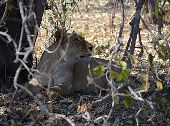 Bushman Plains Camp: Löwe im Schatten Bushman Plains Camp: Löwe im Schatten