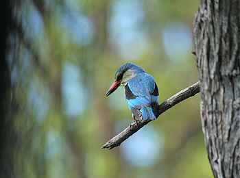 Kanga Expeditions: Woodland Kingfisher