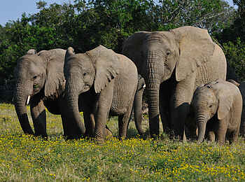 Kariega River Lodge: Elefanten Familie