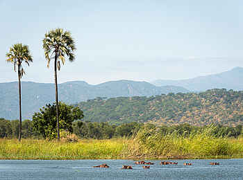 Kuthengo Camp: Landschaft mit Nilpferden Kuthengo Camp: Landschaft mit Nilpferden