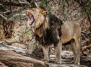 Legendary Mila Tented Camp: Gähnender Löwe