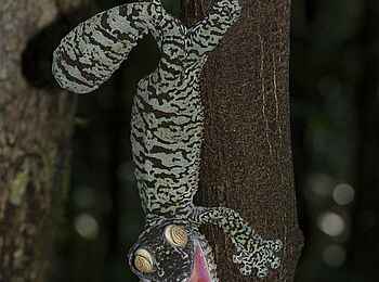 Masoala Forest Lodge: Leaf Tailed Gecko in Drohgbärde Masoala Forest Lodge: Leaf Tailed Gecko in Drohgbärde