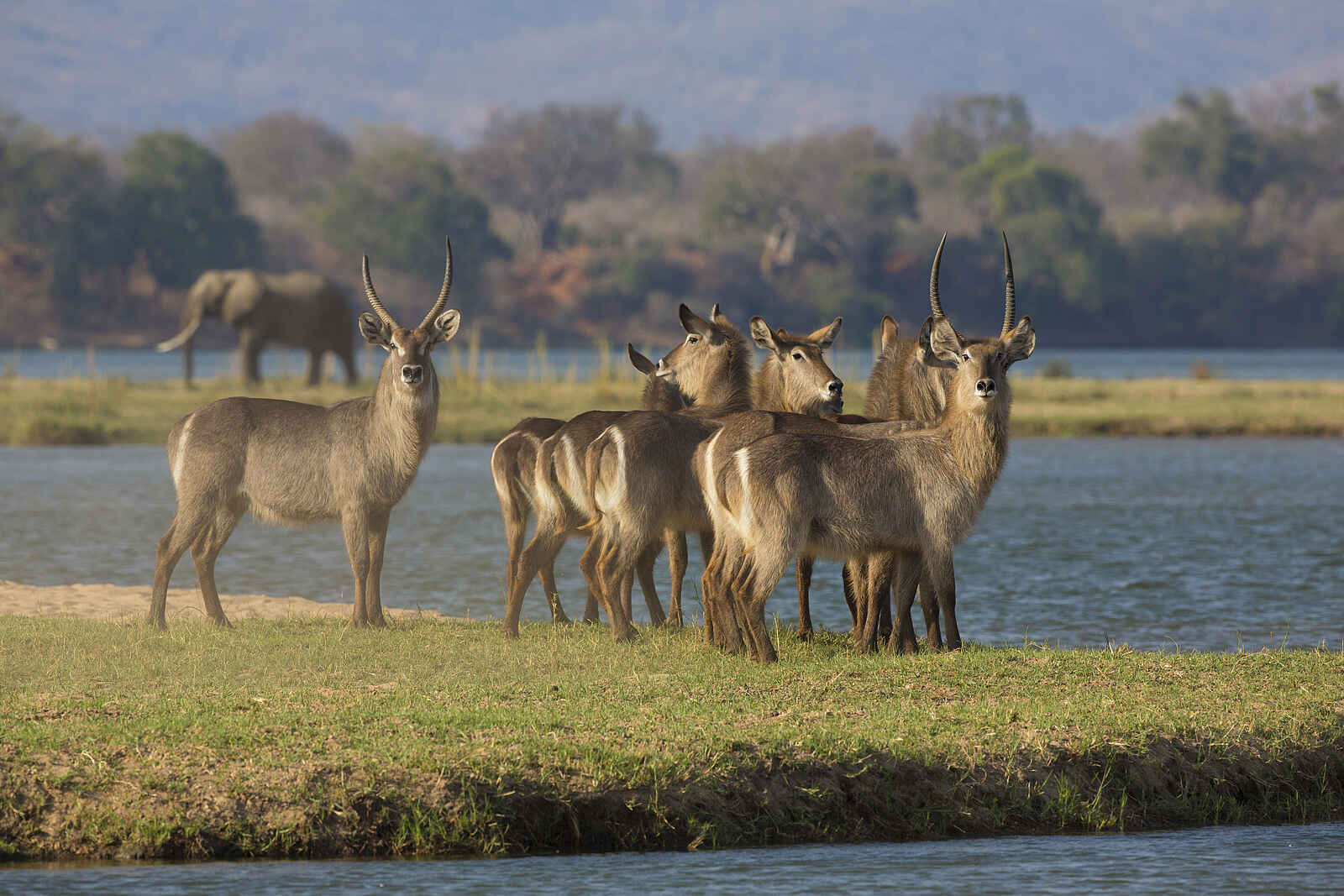 Matetsi Victoria Falls: Eine Gruppe von Wasserböcken auf einer Insel im Zambezi River Matetsi Victoria Falls: Eine Gruppe von Wasserböcken auf einer Insel im Zambezi River
