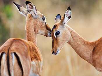 Olare Mara Kempinski: Impalas