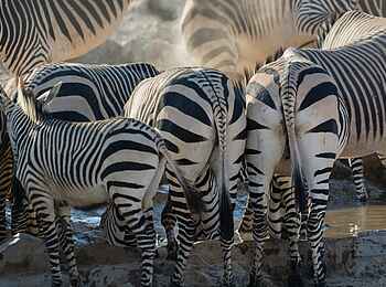 Olare Mara Kempinski: Rückwärtige Zebras