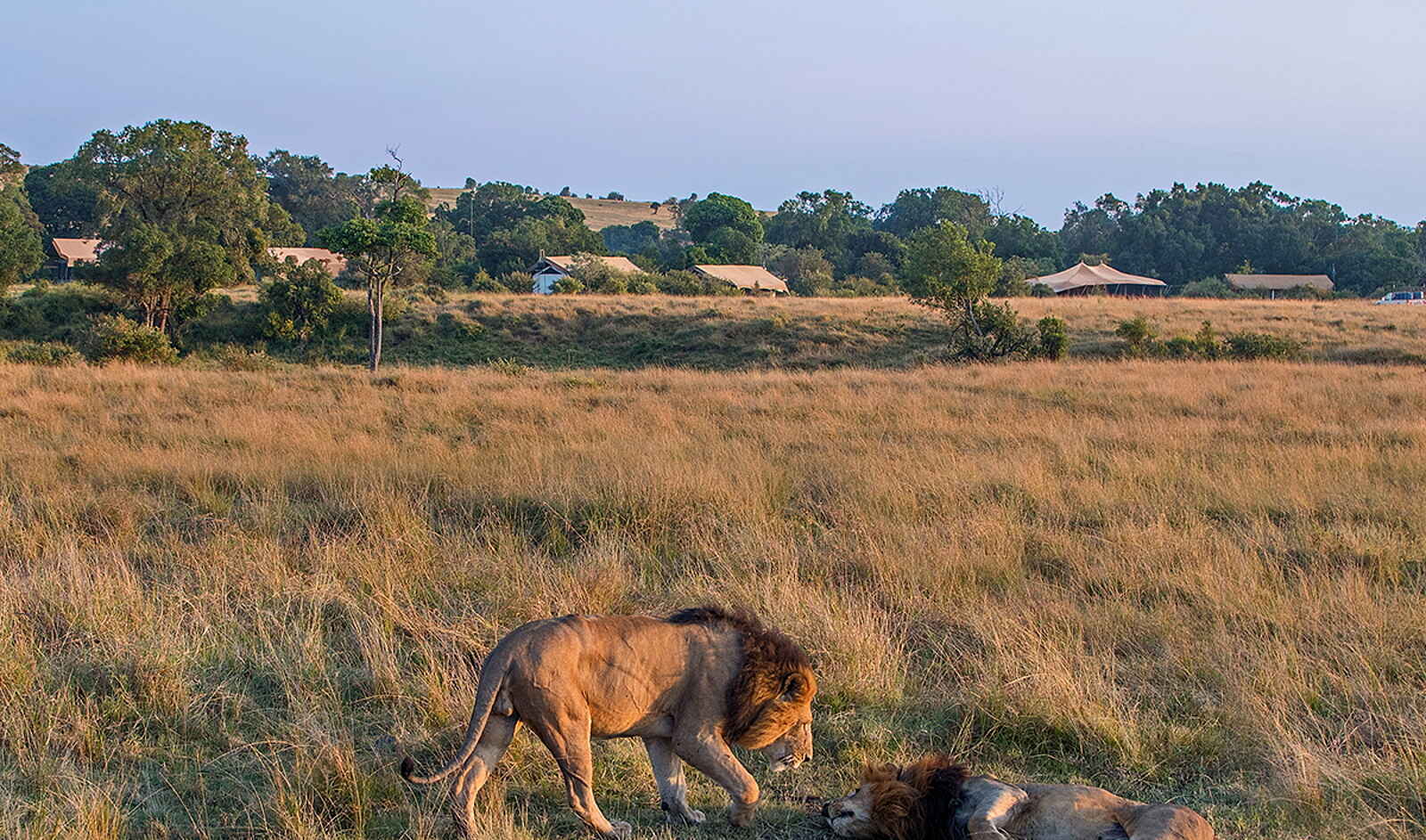 Porini Lion Camp: Löwenmännchen vor dem Camp Porini Lion Camp: Löwenmännchen vor dem Camp