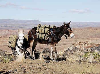 Canyon Mule Trekking: Zwei Maultiere tragen Gepäck Canyon Mule Trekking: Zwei Maultiere tragen Gepäck