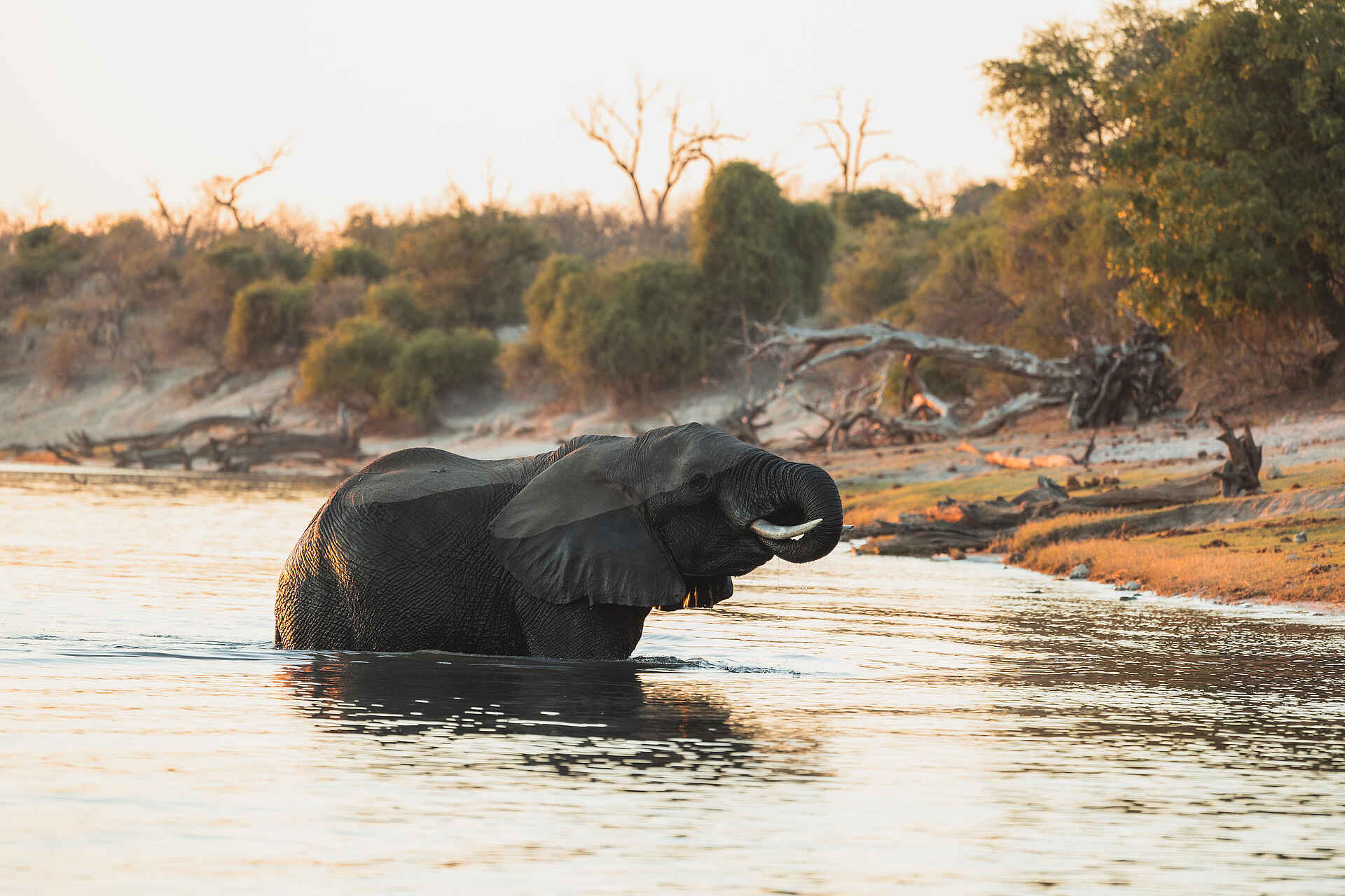 Chobe Princess: Ein Elefant im Fluss