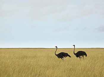 Etosha: Straußenpaar